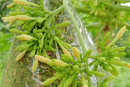 10 cách dùng hoa đu đủ đực cho mọi nhà