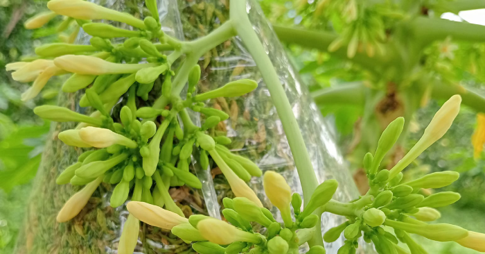 10 cách dùng hoa đu đủ đực cho mọi nhà