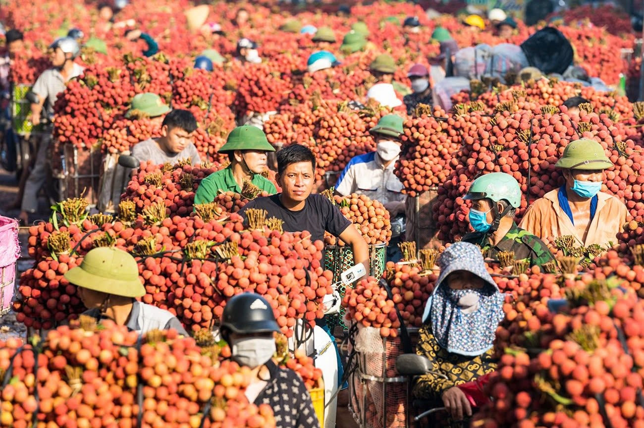 Vải thiều Bắc Ninh một năm bội thu, giá bán vẫn thất thường