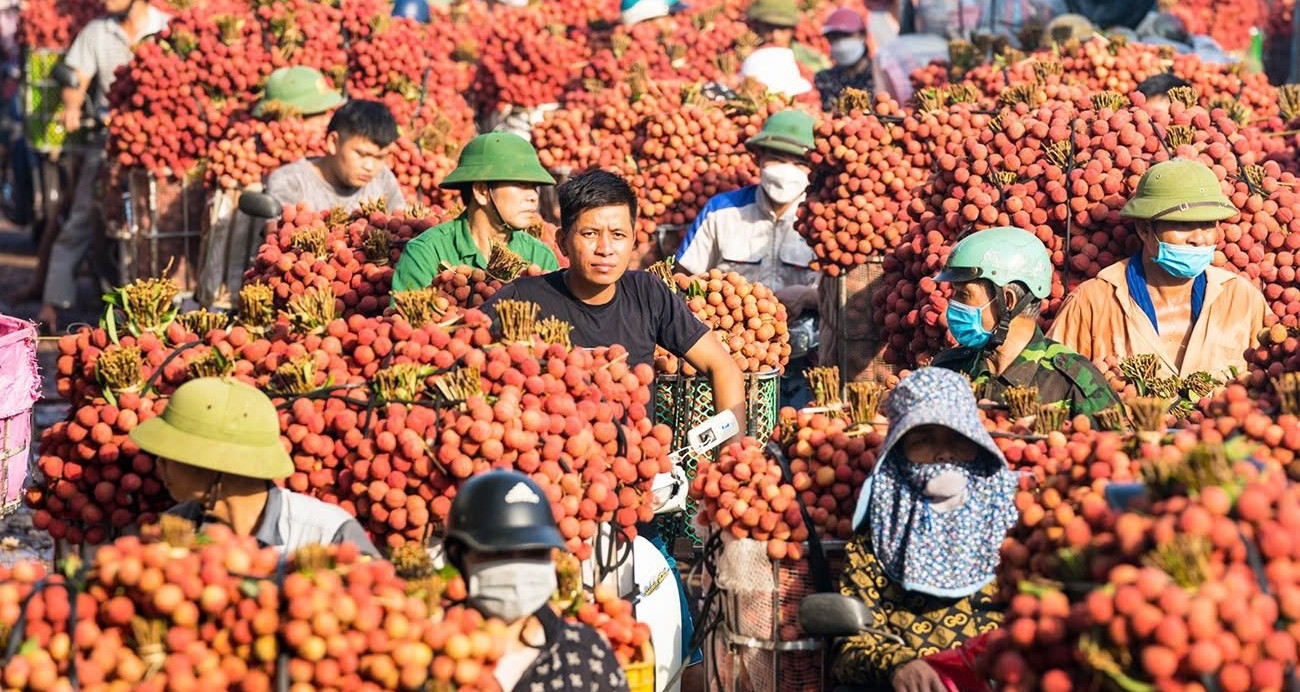 Vải thiều Bắc Ninh một năm bội thu, giá bán vẫn thất thường