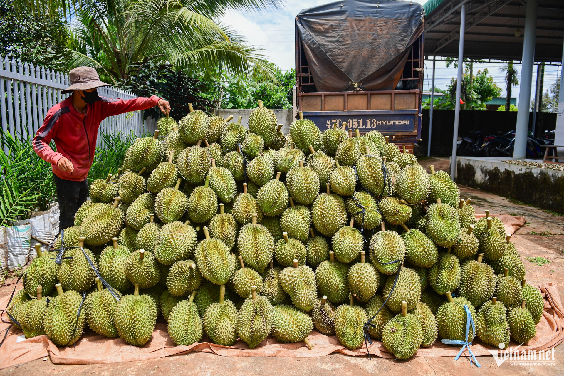 W-sau rieng.jpg