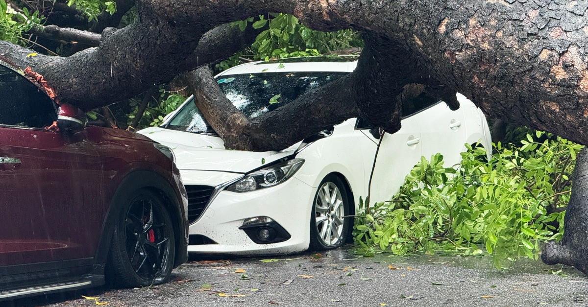 Sau tiếng động lớn, cây cổ thụ bật gốc đè bẹp hai ô tô ở Hà Nội