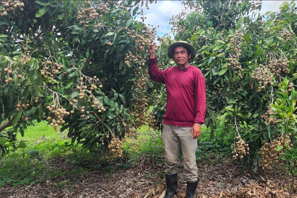 Người đàn ông Ê Đê 'đánh cược' với đất để đổi đời