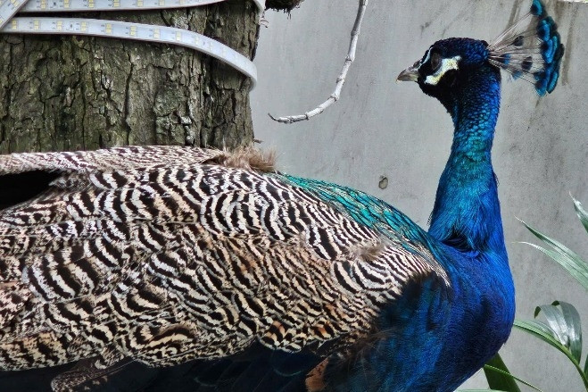 Bắt được chim quý bay lạc vào chung cư ở TPHCM