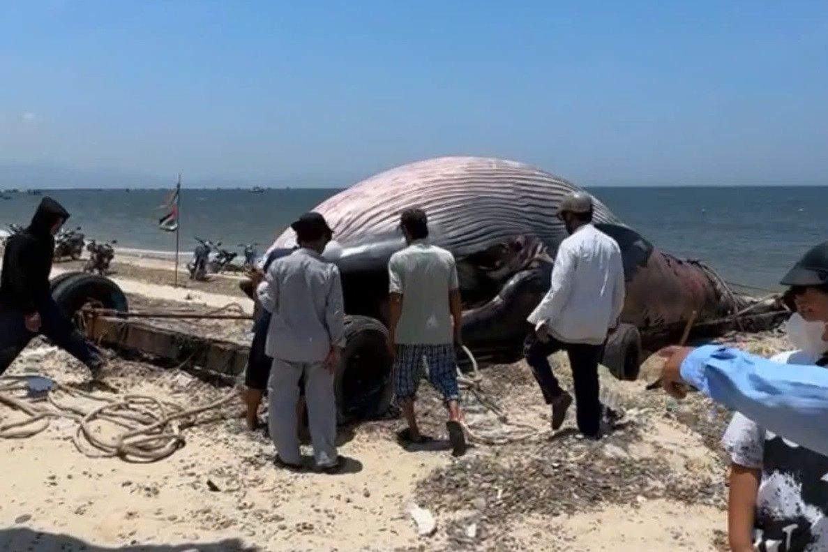 Xác cá voi dài 11 mét nặng hơn 6 tấn dạt vào biển Lâm Đồng