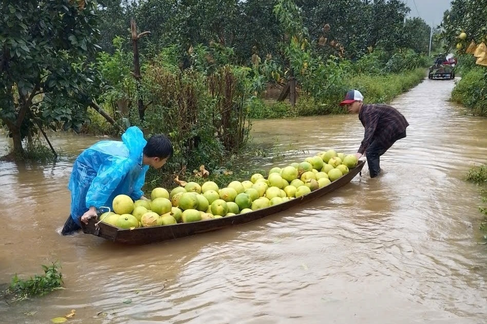 Mưa lớn gây ngập sâu, nông dân Hà Tĩnh xót xa chèo thuyền vớt vát loại quả đặc sản