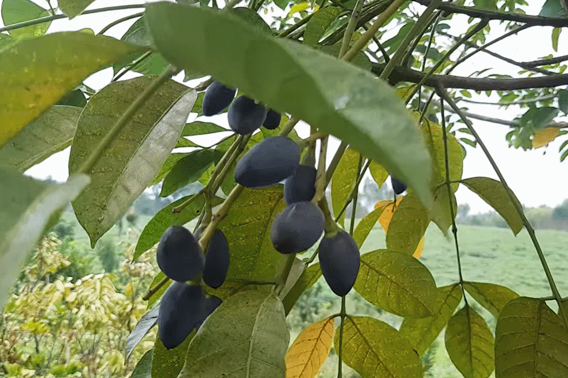 Đặc sản được ví như 'vàng đen' ở miền Bắc, ăn bở bùi, nấu món gì cũng ngon