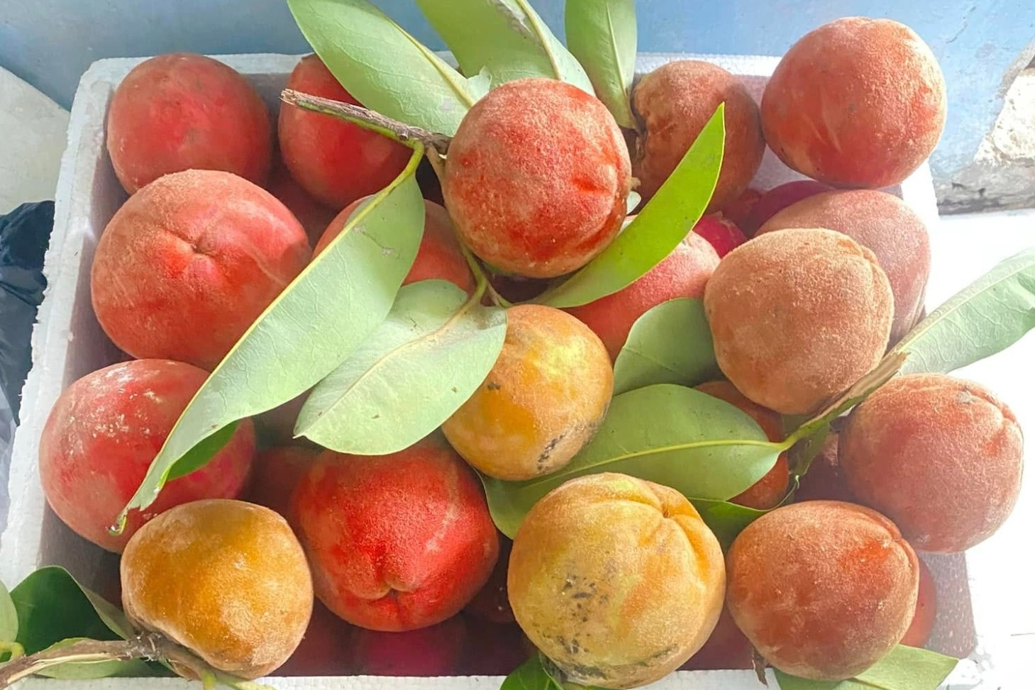 Đặc sản màu đỏ rực ở miền Tây, hiếm thấy ngoài Bắc, giá cao vẫn hút khách