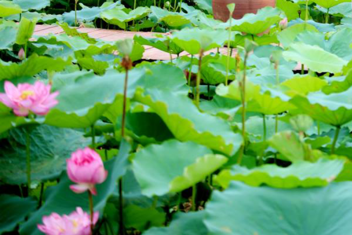 Lá sen hạ mỡ máu, bác sĩ nói gì?