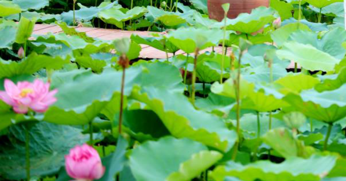 Lá sen hạ mỡ máu, bác sĩ nói gì?