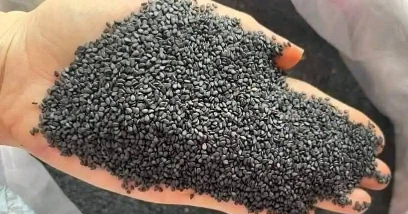 Nước mè đen rang - thực phẩm trường thọ cho phụ nữ, ai không nên dùng?