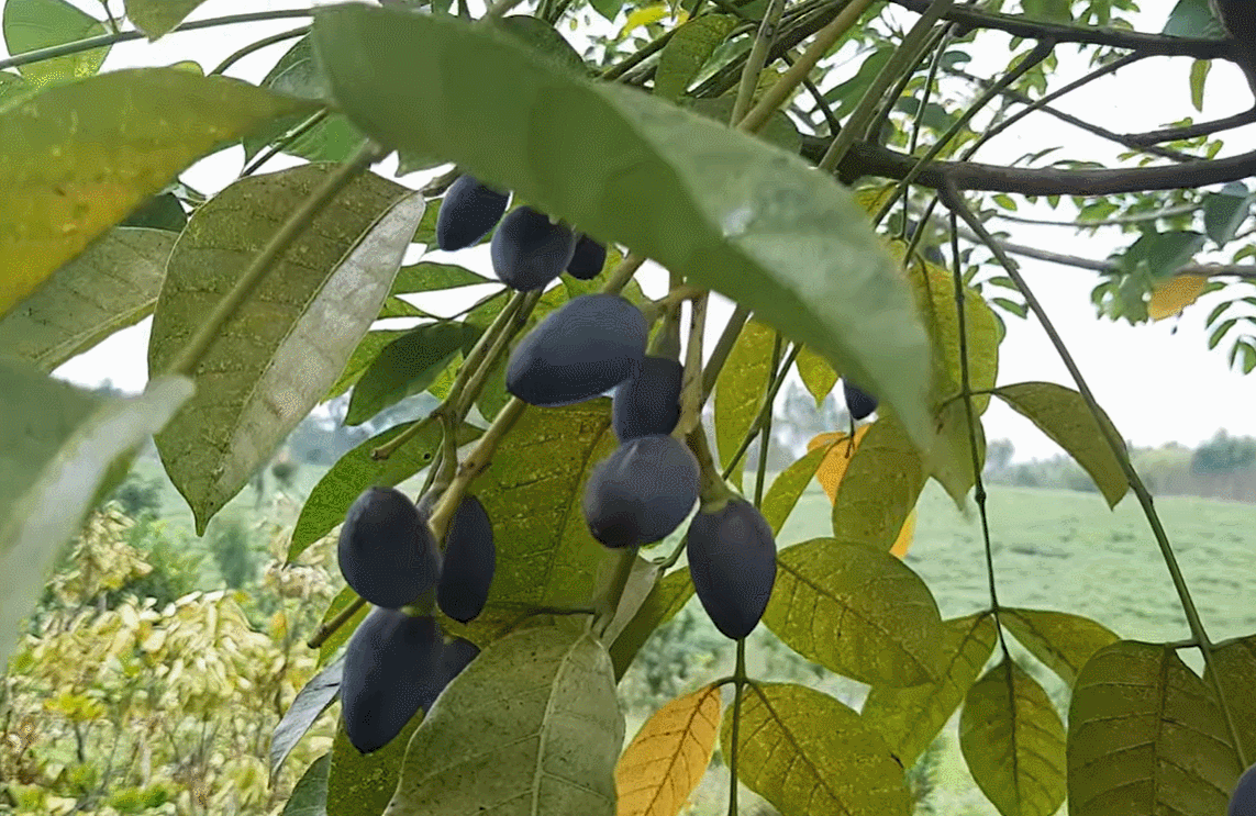 quả trám đen.gif