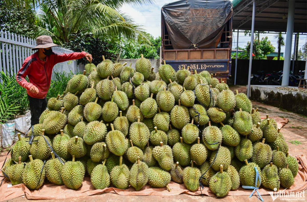 sau rieng 1.jpg
