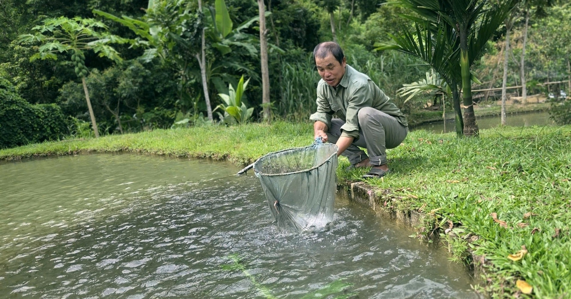 Theo dòng suối săn loài cá quý, lão nông người Thái khoe ‘mua ô tô, gửi tiết kiệm"