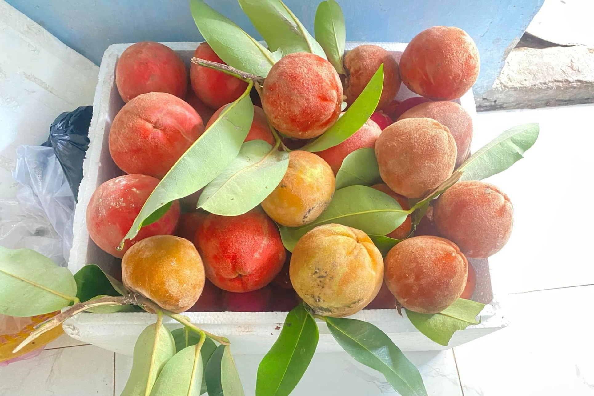 trái hồng nhung đặc sản sóc trăng cần thơ
