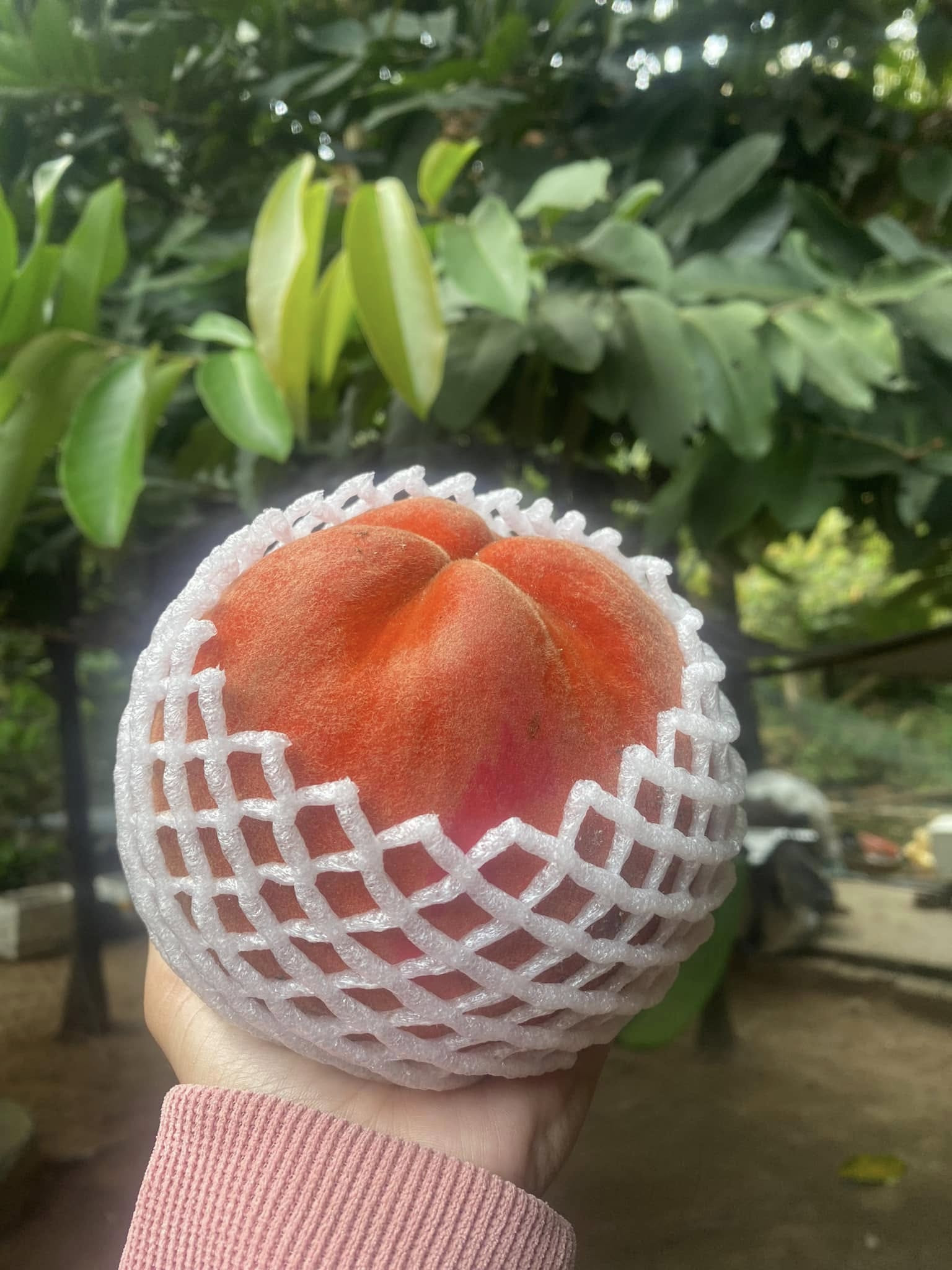 trái hồng nhung đặc sản sóc trăng cần thơ