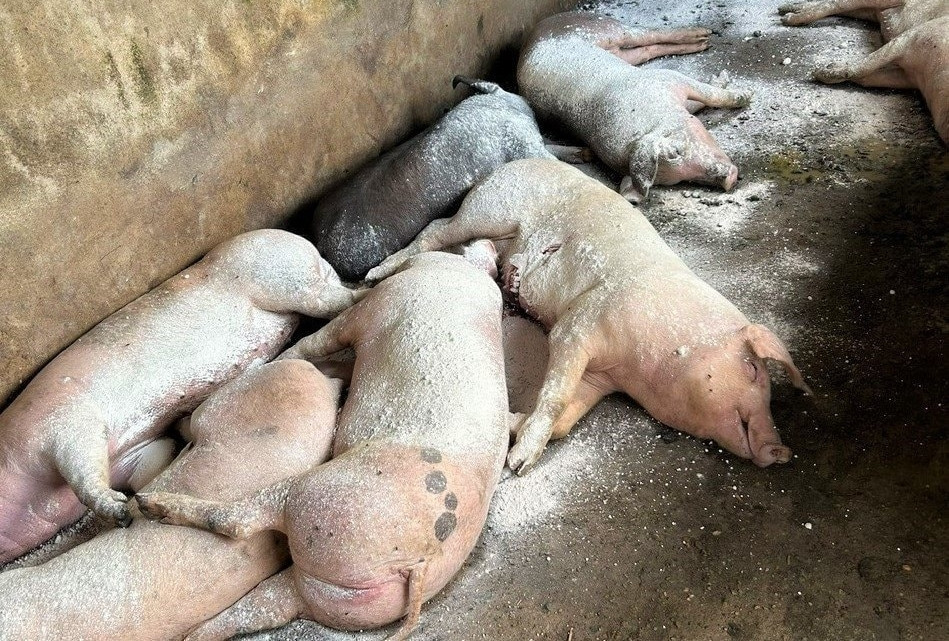 Bản tin trưa 5/8: 4 đối tượng mua gom 1,6 tấn thịt bị dịch tả lợn châu Phi