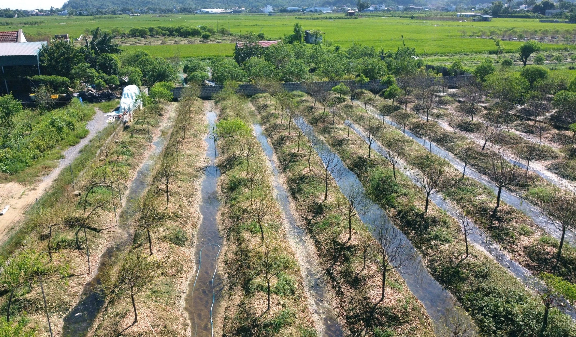 a1Hơn 40 ha đào cảnh ở một xã của.jpg
