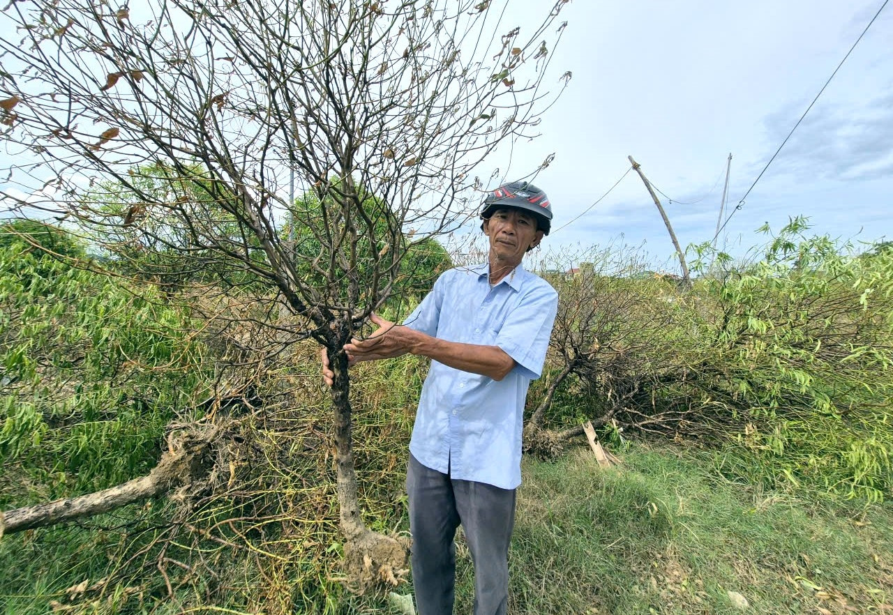 a2Hơn 40 ha đào cảnh ở một xã của.jpg