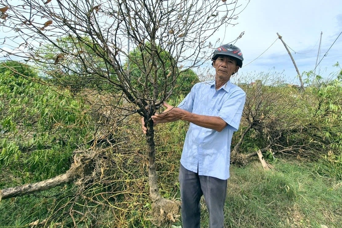 Đào cảnh ở Thanh Hóa chết rũ vì ngập lụt, dân khóc ròng với 250 gốc khách gửi chăm sóc