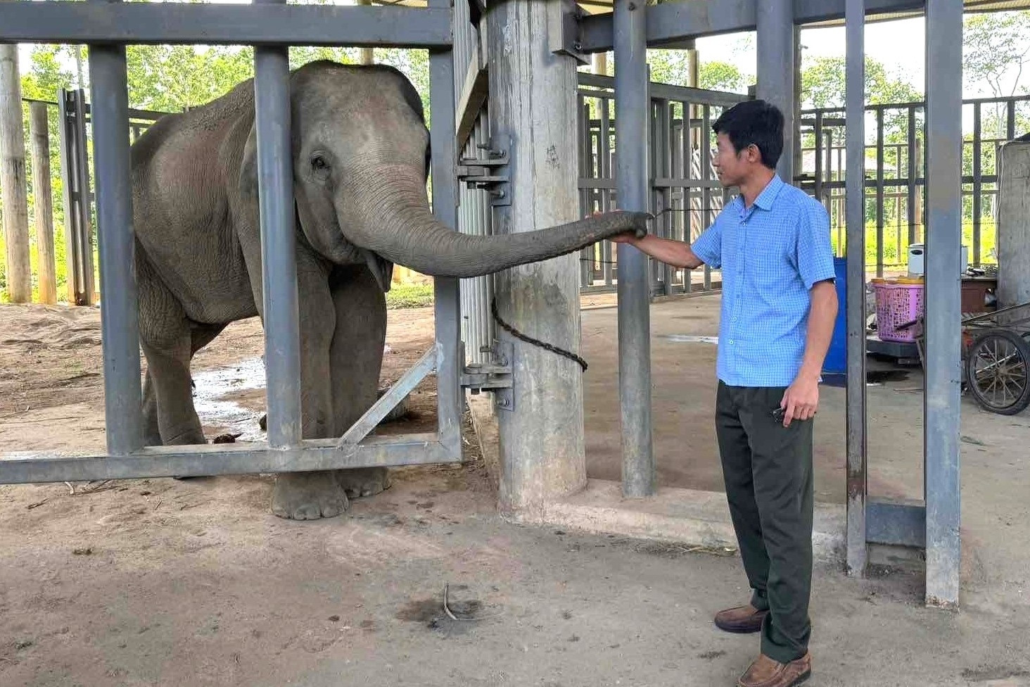 Được cứu lên từ giếng sâu, voi con quyết theo ân nhân, không về với mẹ