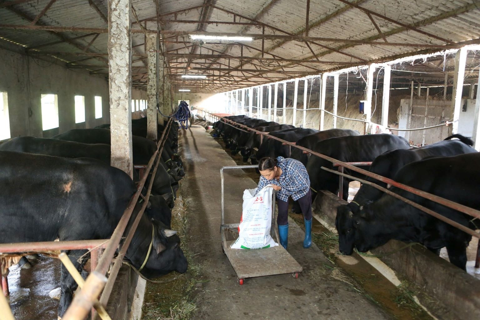 Nông thôn mới Ninh Bình sau sáp nhập: Tầm vóc mới, động lực mới