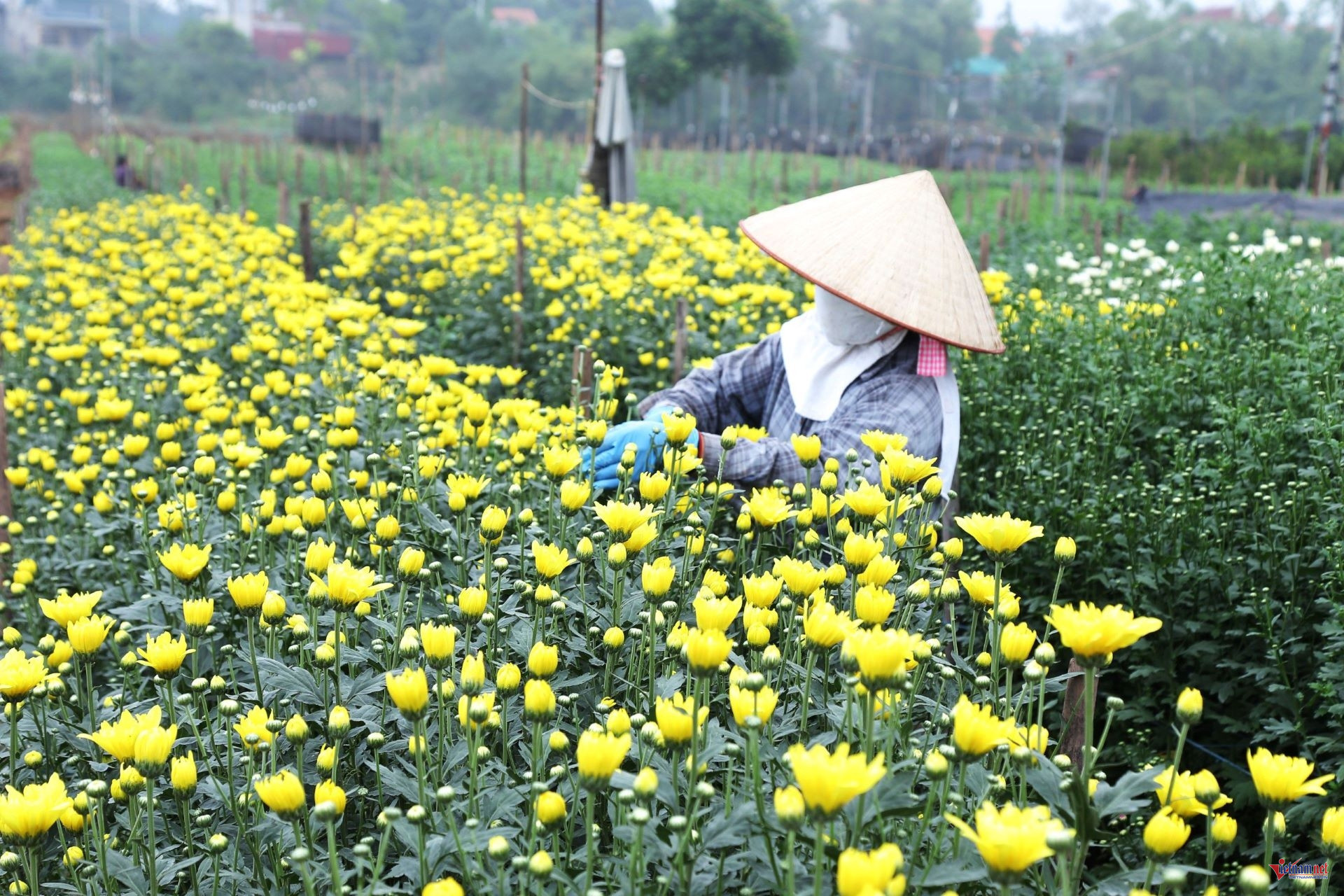 W-anh bai 2 chuan.jpg