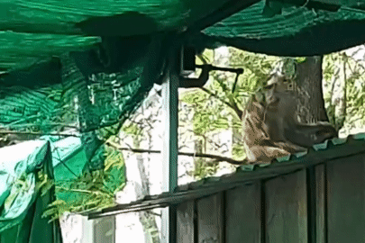 'Quậy tung' nhà dân ở TPHCM, khỉ đuôi lợn bị bắn bằng súng gây mê