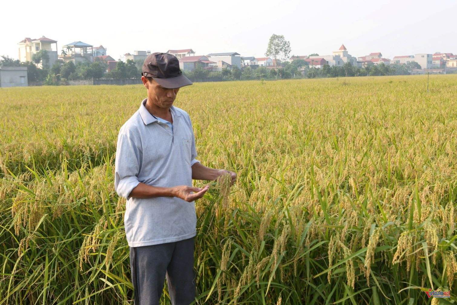 W-anh bai phungthuong.jpg