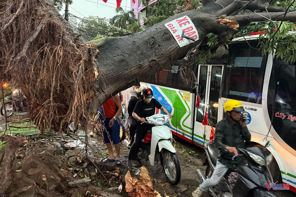 W-do cay HN Dinh Hieu 1.jpg