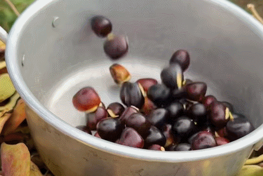 Đặc sản Tây Bắc mọc dại, ăn bở bùi như hạt dẻ, nấu canh hay luộc đều ngọt thơm