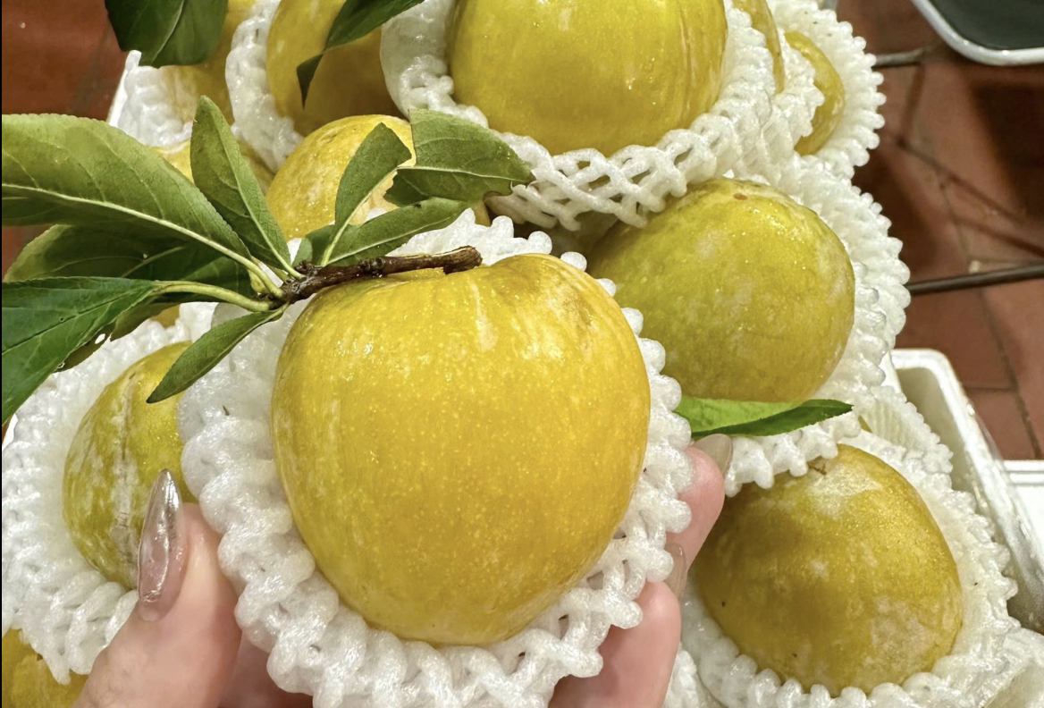 Mận cau Trung Quốc từng có giá 450 nghìn/kg, giờ rớt giá không ai ngờ