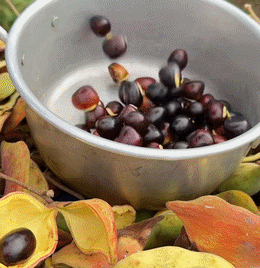 thumb quả mác noạng.gif
