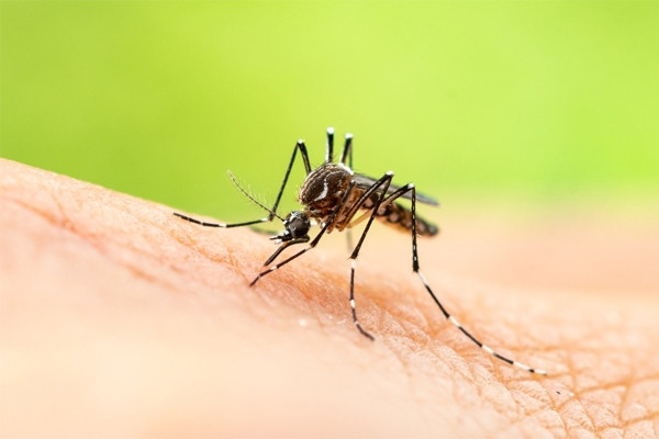 Virus Chikungunya đang lây lan trên thế giới có nguy hiểm không?