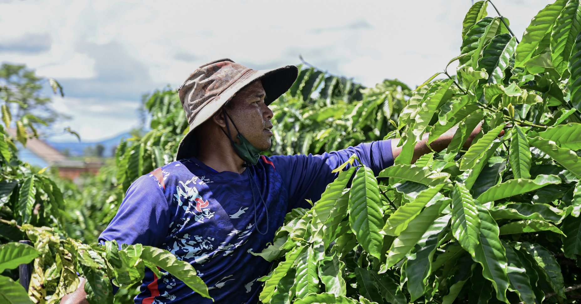 Doanh nghiệp cà phê làm được điều chưa từng có trong lịch sử