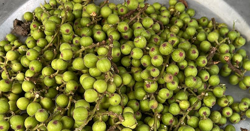 Vàng Óng Sung Mỹ: 'Thần Dược' Giàu Canxi, Vị Ngọt Thanh Cao Cho Sức Khỏe Tối Ưu