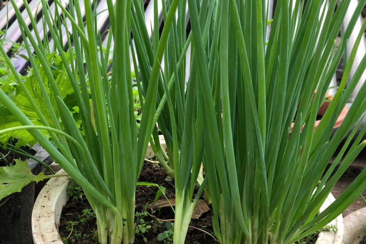 3 mẹo biến hành lá thành vị thuốc từ góc bếp