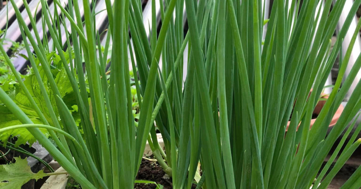 3 mẹo biến hành lá thành vị thuốc từ góc bếp