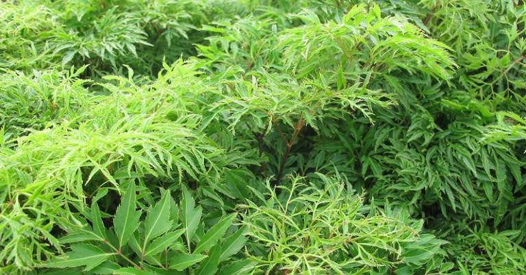 Người đàn ông đi cấp cứu sau 2 tháng uống lá đinh lăng liên tục