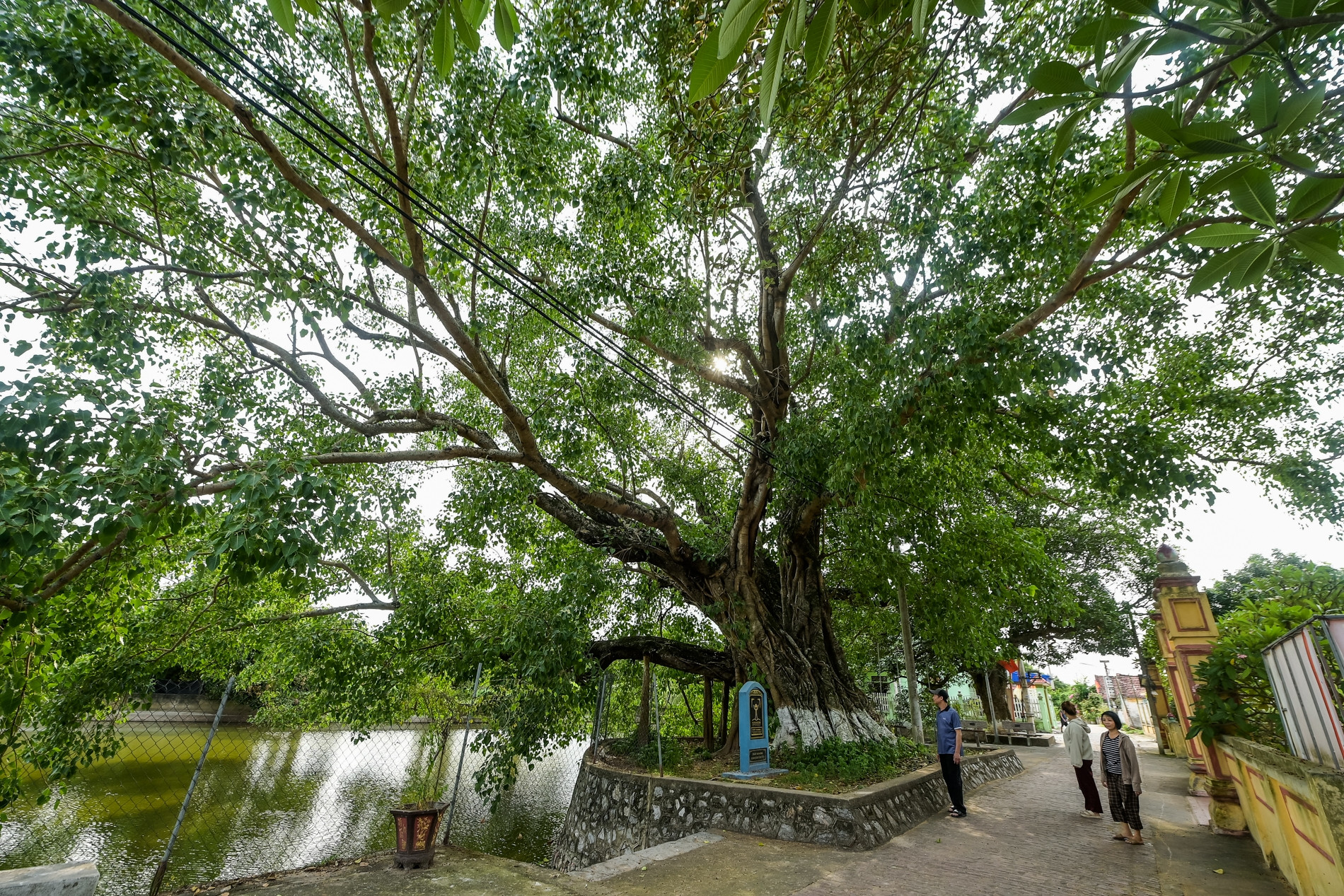 'Báu vật' hơn 900 năm tuổi ở Ninh Bình, hình dáng giống bàn tay 5 ngón xòe rộng