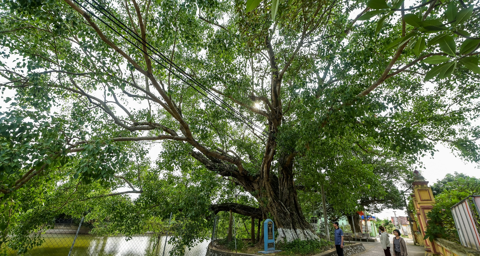 &amp;apos;Báu vật&amp;apos; hơn 900 năm tuổi ở Ninh Bình, hình dáng giống bàn tay 5 ngón xòe rộng