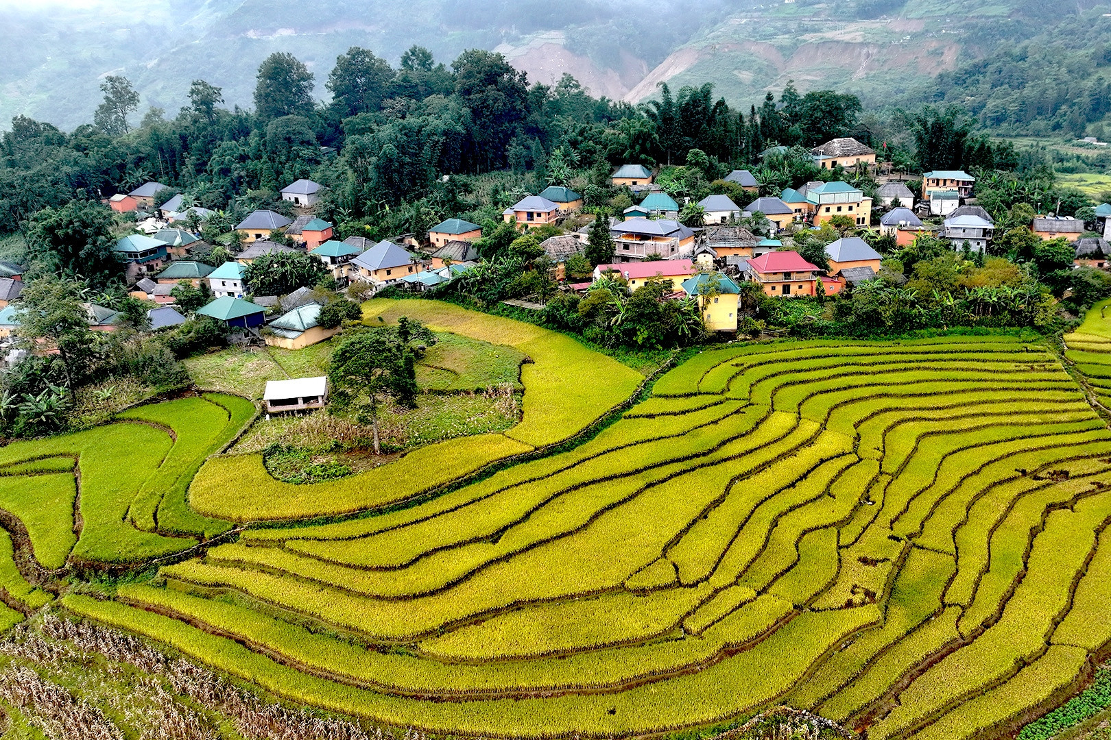 Ngắm ruộng bậc thang vàng óng, đẹp mơ màng giữa đại ngàn Tây Bắc