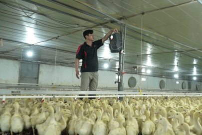 Nông dân Bắc Ninh cho 30.000 con vịt nghe nhạc để ăn khỏe, ít bệnh