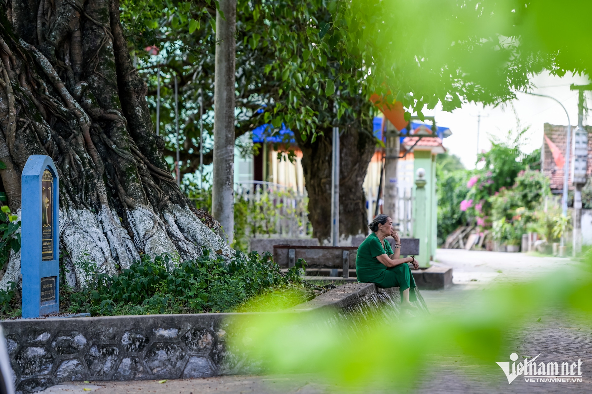 W-Cây di sản_10.jpg
