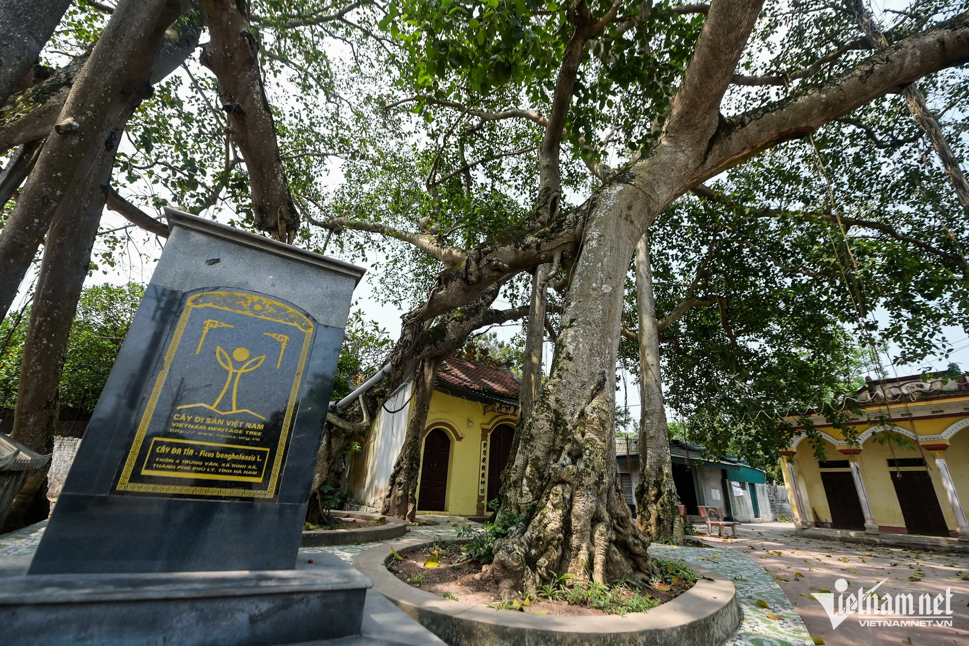W-Cây di sản_12.jpg