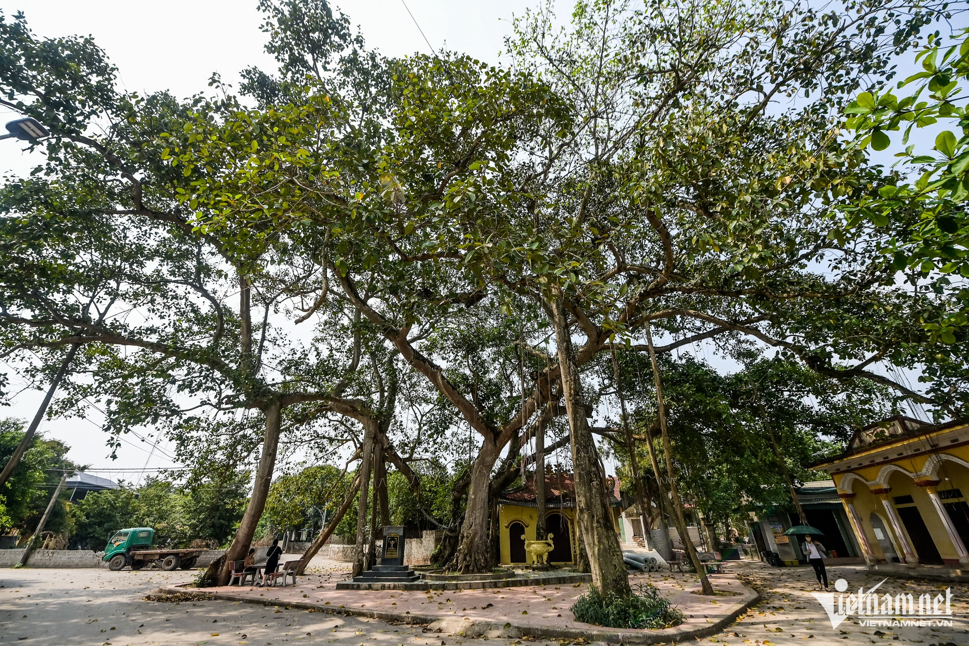 W-Cây di sản_19.jpg
