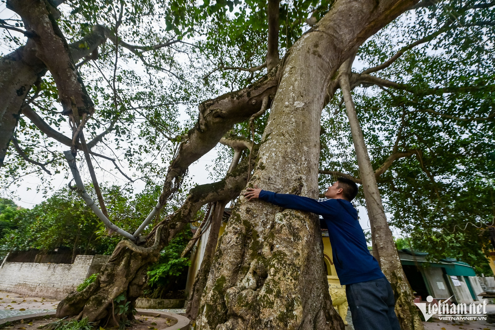 W-Cây di sản_21.jpg