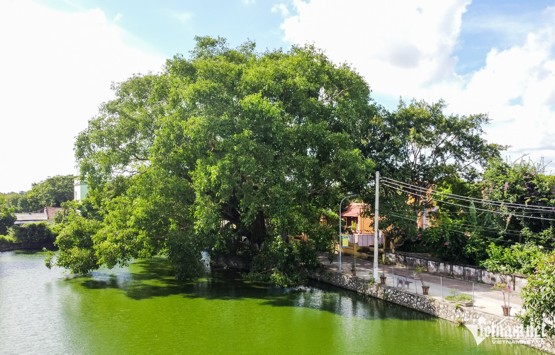 W-Cây di sản.jpg