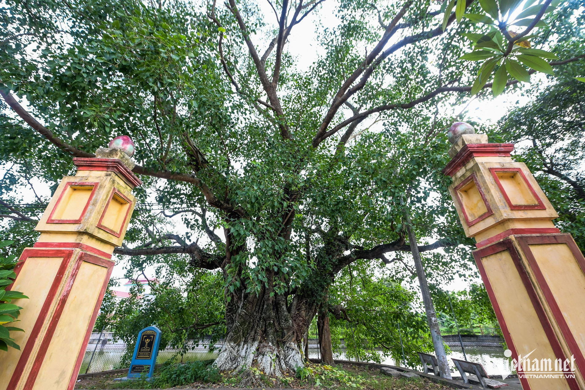 W-Cây di sản_5.jpg