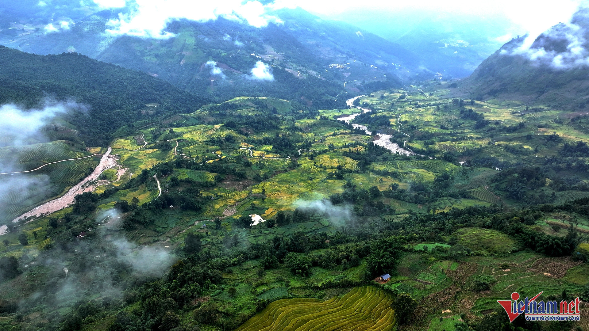 W-lua vang y ty 6.jpg